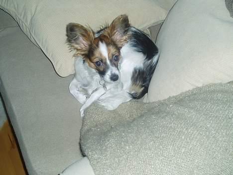 Papillon Tulle - jeg sover!!!!! billede 14