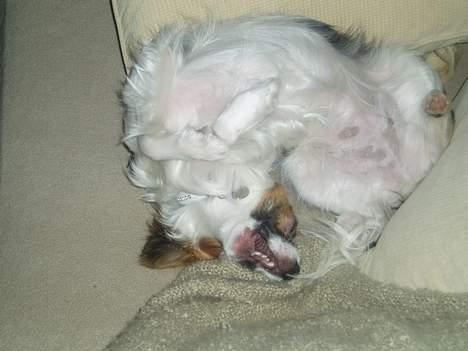 Papillon Tulle - dejlig!!!! billede 15