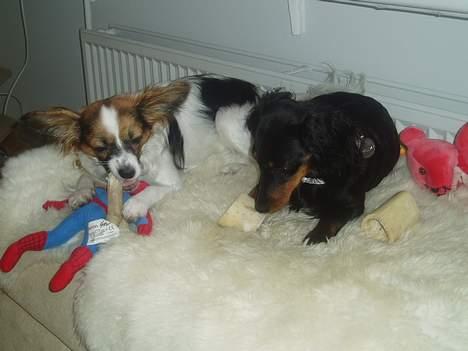 Papillon Tulle - mig og luna.. billede 16