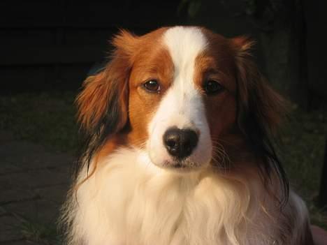 Kooikerhondje Miki billede 10