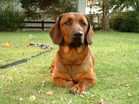 Blanding af racer lunte *død* - er jeg ikke smuk billede 1