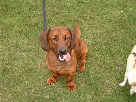 Blanding af racer lunte *død* - tungen lige i munden billede 2