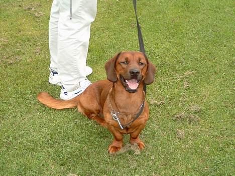 Blanding af racer lunte *død* billede 3