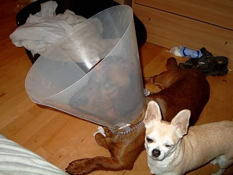 Blanding af racer lunte *død* billede 4