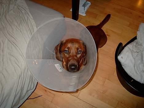 Blanding af racer lunte *død* billede 5