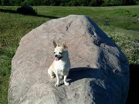 Chihuahua Tusse billede 1