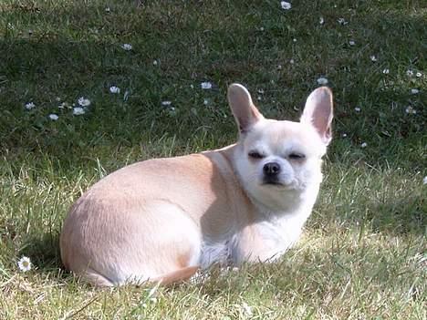 Chihuahua Tusse billede 2