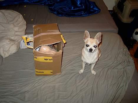 Chihuahua Tusse billede 3