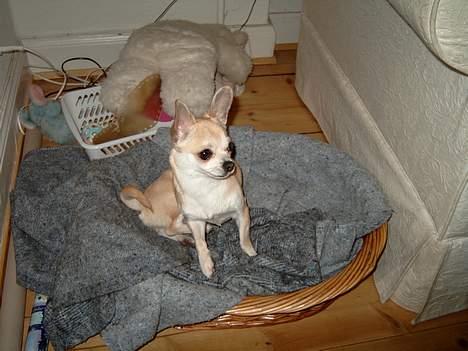 Chihuahua Tusse billede 4