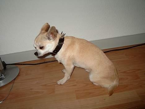 Chihuahua Tusse billede 5