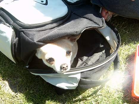 Chihuahua Tusse billede 6