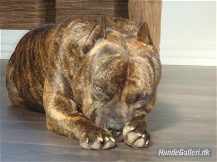 Amerikansk staffordshire terrier Cody RIP billede 1