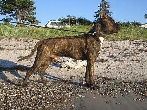 Amerikansk staffordshire terrier Cody RIP - Still standing... billede 3