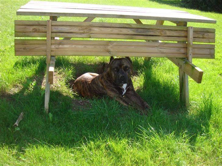Amerikansk staffordshire terrier Cody RIP billede 5