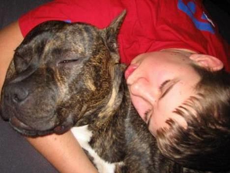 Amerikansk staffordshire terrier Cody RIP - ..lillebror og cody tog sig lige en lur... billede 7