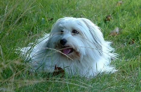 Coton de tulear Luna (R.I.P) - Luna slapper af i skyggen. billede 12