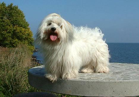 Coton de tulear Luna (R.I.P) - Scenen er min. billede 13