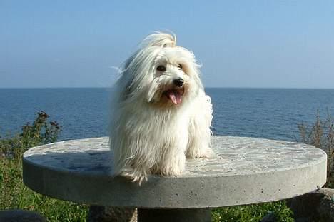 Coton de tulear Luna (R.I.P) - Scenen er min. billede 14