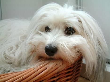 Coton de tulear Luna (R.I.P) - Her bor jeg. billede 15
