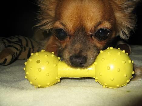 Chihuahua Daisy billede 1