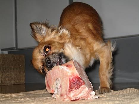 Chihuahua Daisy - Uhmm! råt oksekødben!! billede 2