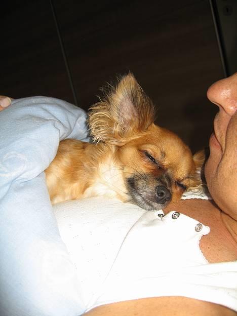 Chihuahua Daisy - ét af favorit sovepladserne ;) billede 3