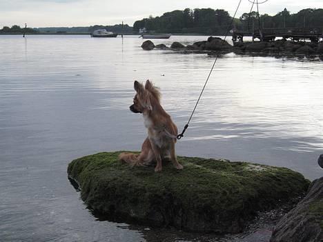 Chihuahua Daisy billede 4