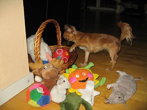 Chihuahua Daisy - Jo jo... bolden er her et eller andet sted..jeg skal bare lige have al legetøjet ud af kurven! billede 5