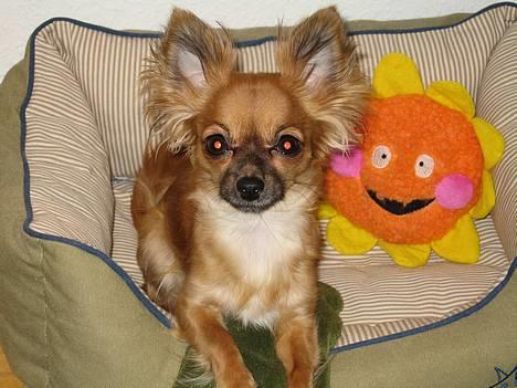 Chihuahua Daisy - Daisy 1½ år billede 6