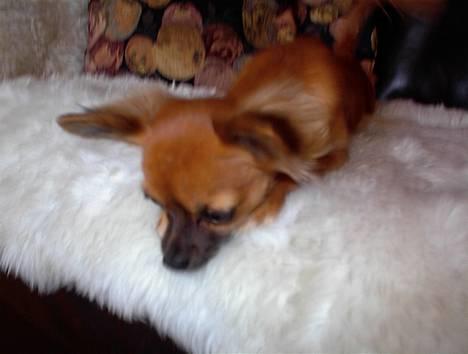 Chihuahua Daisy - Lille Ræv billede 7