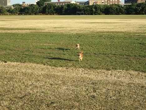 Chihuahua Daisy - Daisy og Gizmo er ude og ´spille fodbold´ i Kløvermarken. billede 8