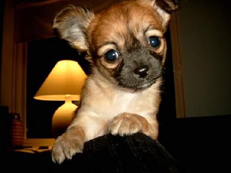 Chihuahua Daisy - Her er Daisy omtrendt 10 uger.  billede 9