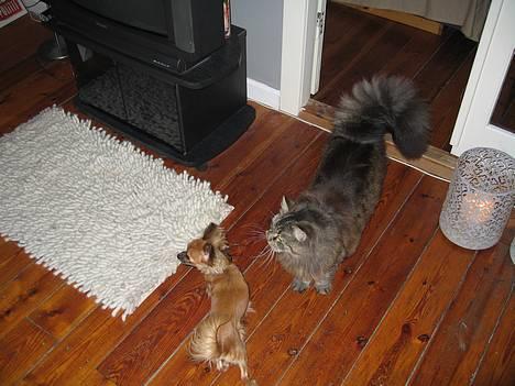 Chihuahua Daisy - Daisy og Anton billede 10