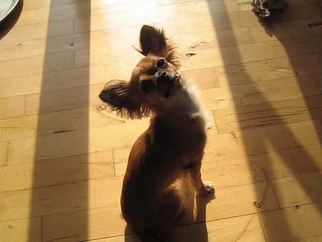 Chihuahua Daisy - Uh en solstråle at lune sig på :) billede 11