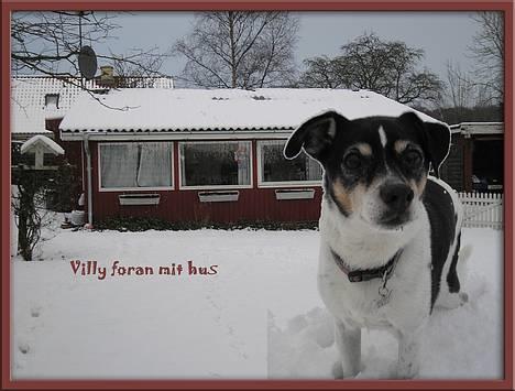 Dansk svensk gaardhund Villy Rap ¤ 22 febr.2006¤ - sne i knæhøjde den 27 dec. billede 10