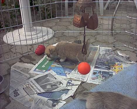 Welsh corgi pembroke Dicte - Dicte ude og lege med hendes søskende..... (snart 6 uger gammel) billede 3