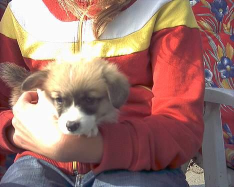 Welsh corgi pembroke Dicte - Helena og Dicte....  billede 4