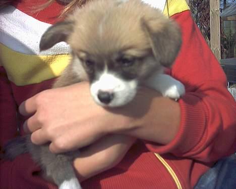 Welsh corgi pembroke Dicte - Dicte er hun ikk søøød...?? billede 5