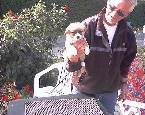 Welsh corgi pembroke Dicte - Dicte og manden vi købte hende af... billede 6