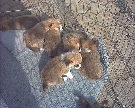 Welsh corgi pembroke Dicte - Dicte <33 (hende der sidder forest i billedet) billede 7