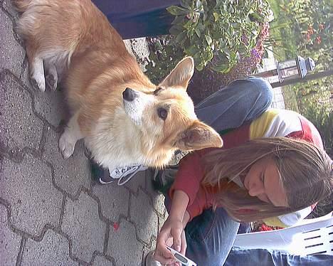 Welsh corgi pembroke Dicte - Her er Cille, Dicte`s mor.... Er hun ikk sød..??  billede 8