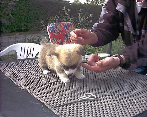 Welsh corgi pembroke Dicte - Dicte blir børstet.... hehe... billede 9