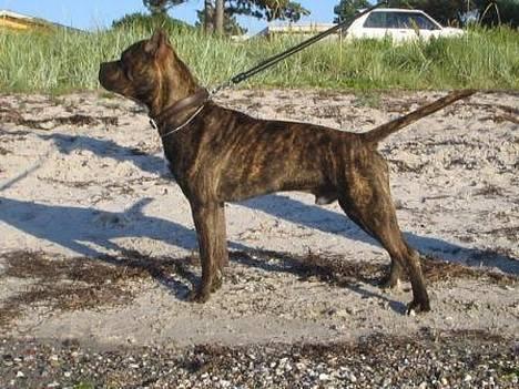 Amerikansk staffordshire terrier Cody RIP billede 8