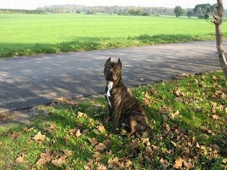 Amerikansk staffordshire terrier Cody RIP - Passer godt på huset og holder øje med vejen..;) billede 9