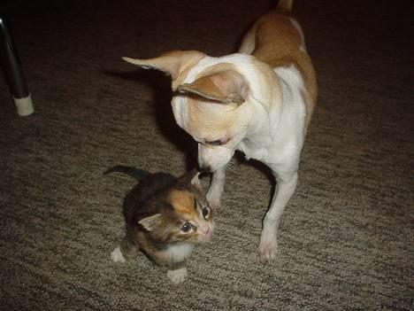 Chihuahua Cirkeline R.I.P. - Hvad er det for en...? Måske vil den lege...? (det ville den ikke) billede 16