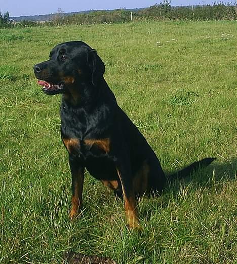 Rottweiler Tiny *18-12* billede 17