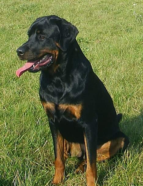 Rottweiler Tiny *18-12* billede 18