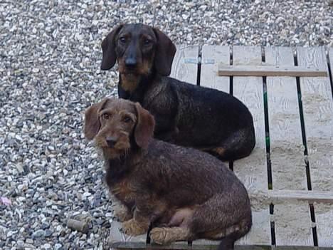 Gravhund A`tempos SVESKE - Atempo`s SVESKE og Atempo`s VINCENT billede 15