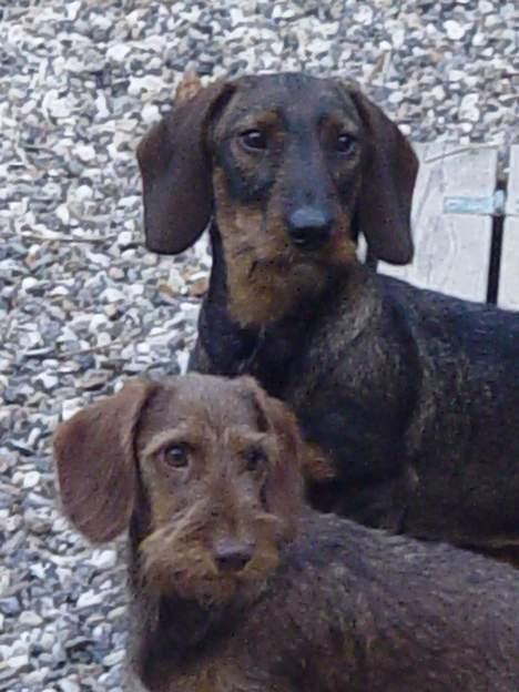 Gravhund A`tempos SVESKE - SVESKE og FINDUS  (VINCENT) billede 16