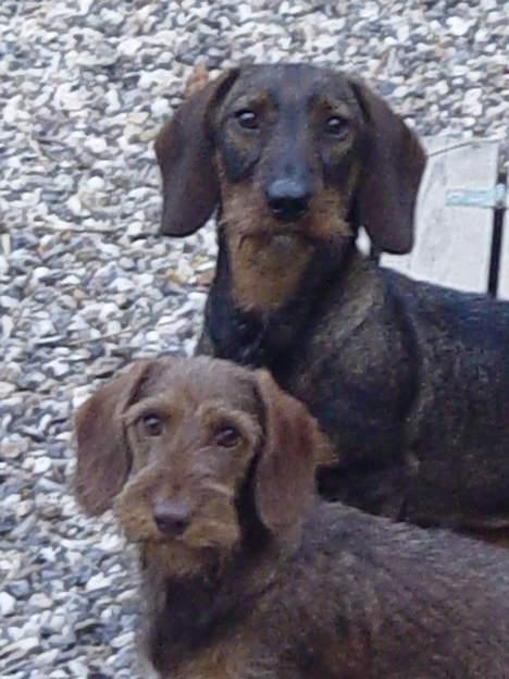 Gravhund A`tempos SVESKE billede 17